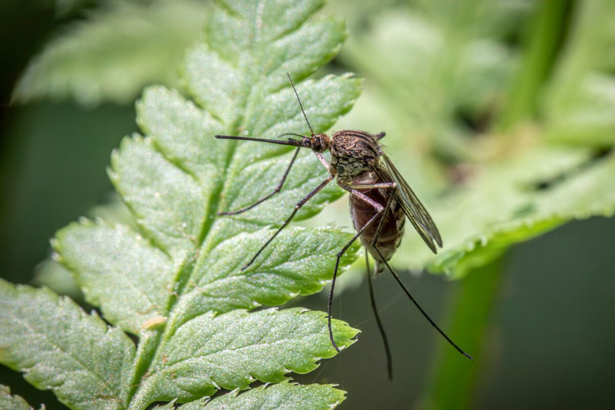 biogents aero trap fonctionne piège moustique